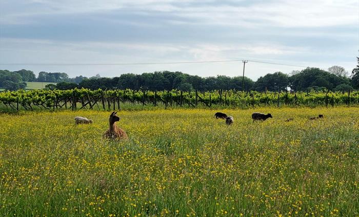 Glyndwr Vineyard Vineyard tours sheep and llamas